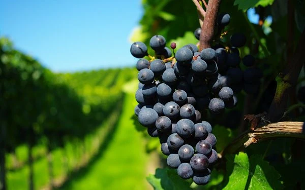 Racimo de uvas negras en viñedo