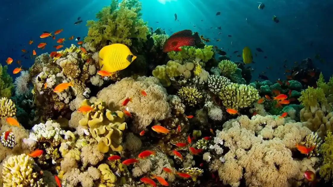 Islas del Caribe: cuál elegir según tus deseos e intereses