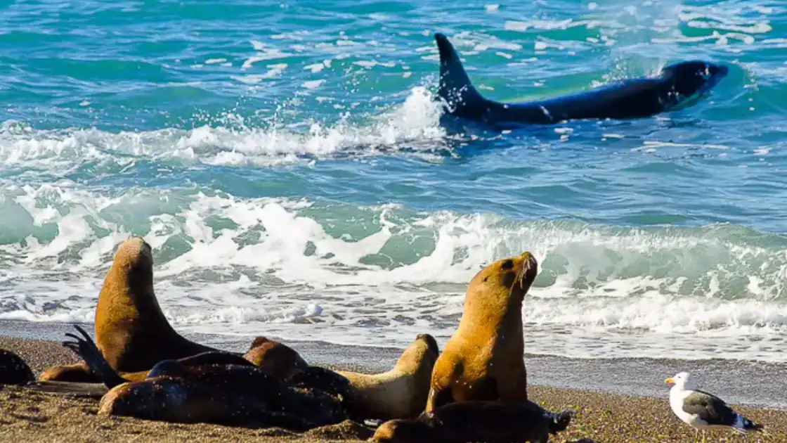 Leones marinos en playa con orca en aguas cercanas