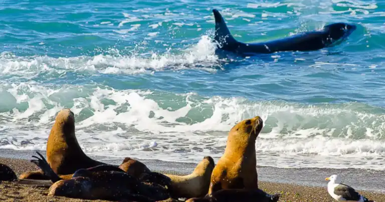 Leones marinos en playa con orca en aguas cercanas