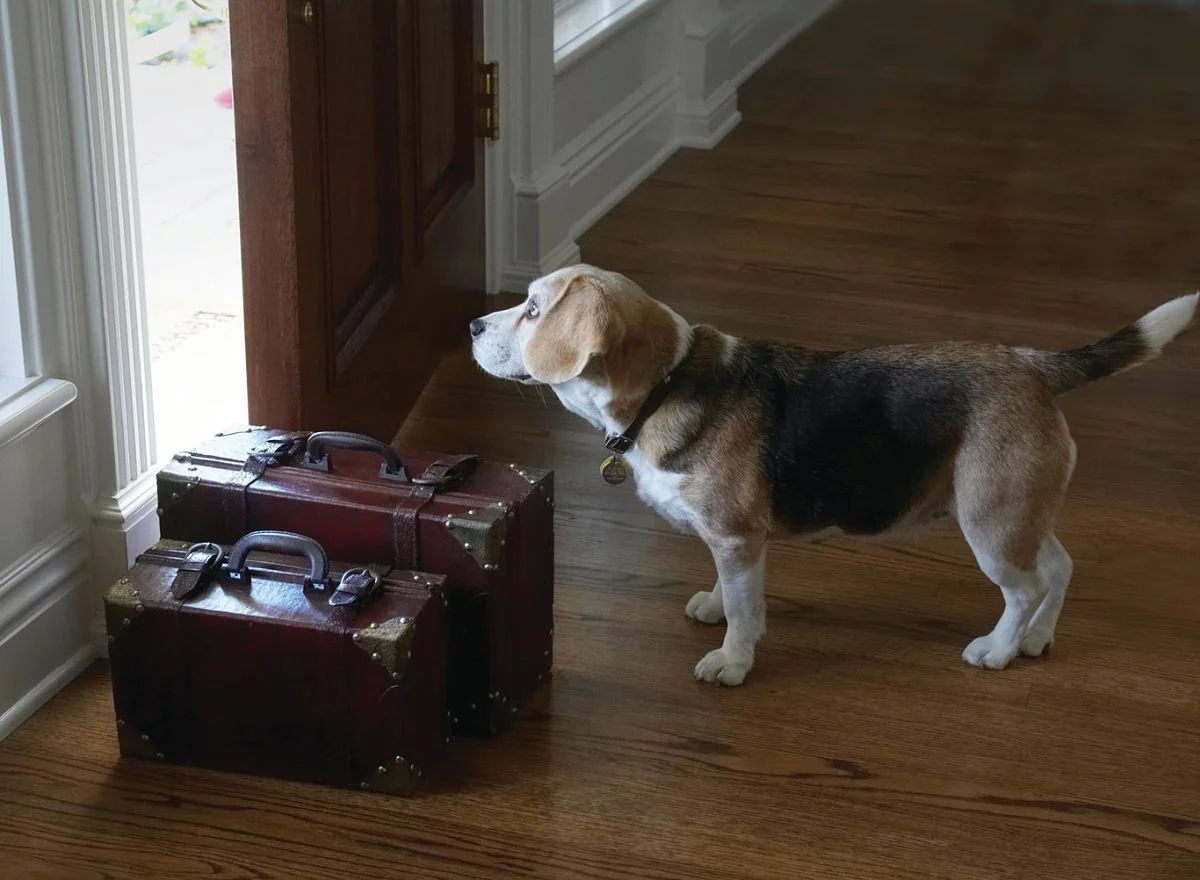 Perro olfateando maletas de viaje en interior de madera