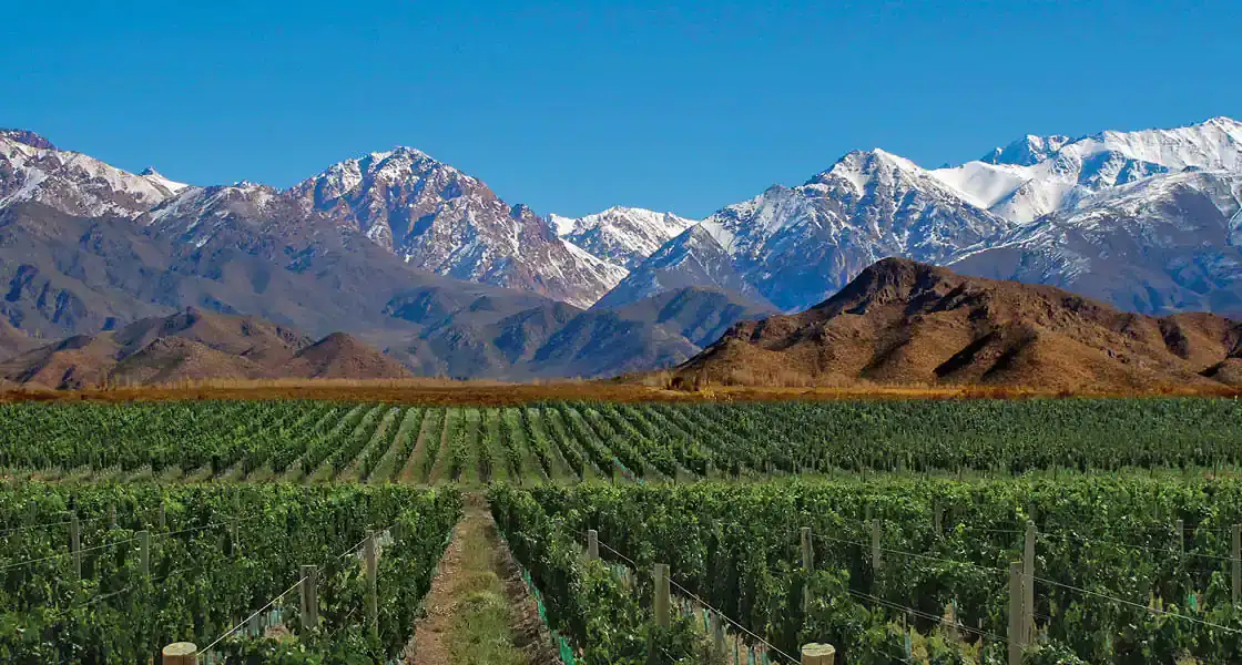 Viñedos verdes con montañas nevadas al fondo bajo cielo azul