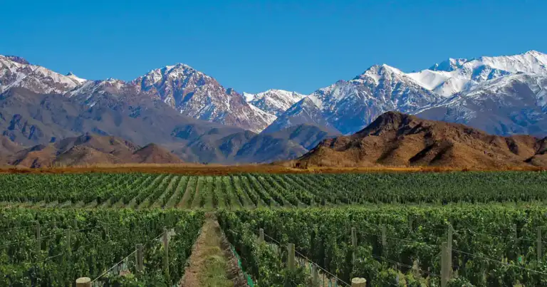 Viñedos verdes con montañas nevadas al fondo bajo cielo azul