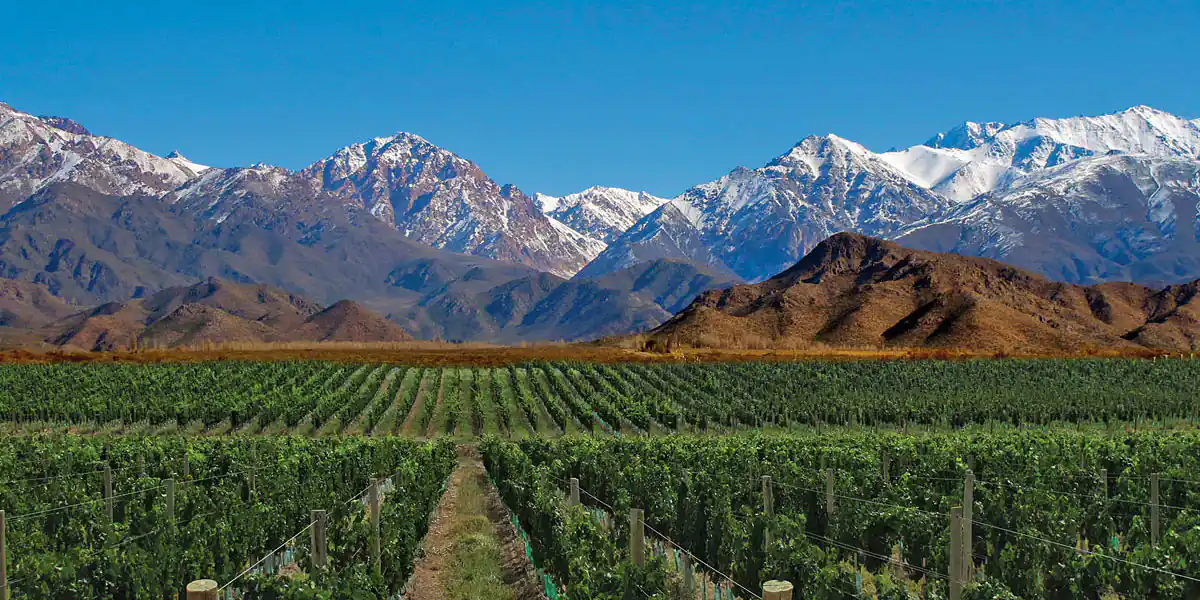 Viñedos verdes con montañas nevadas al fondo bajo cielo azul