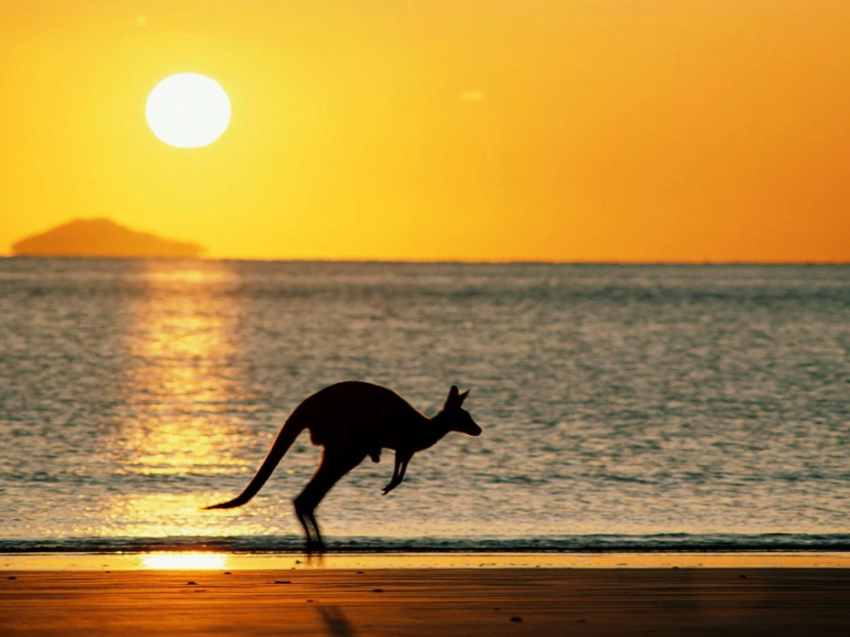 Canguro saltando en playa al atardecer dorado