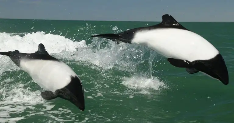 navegar entre delfines
