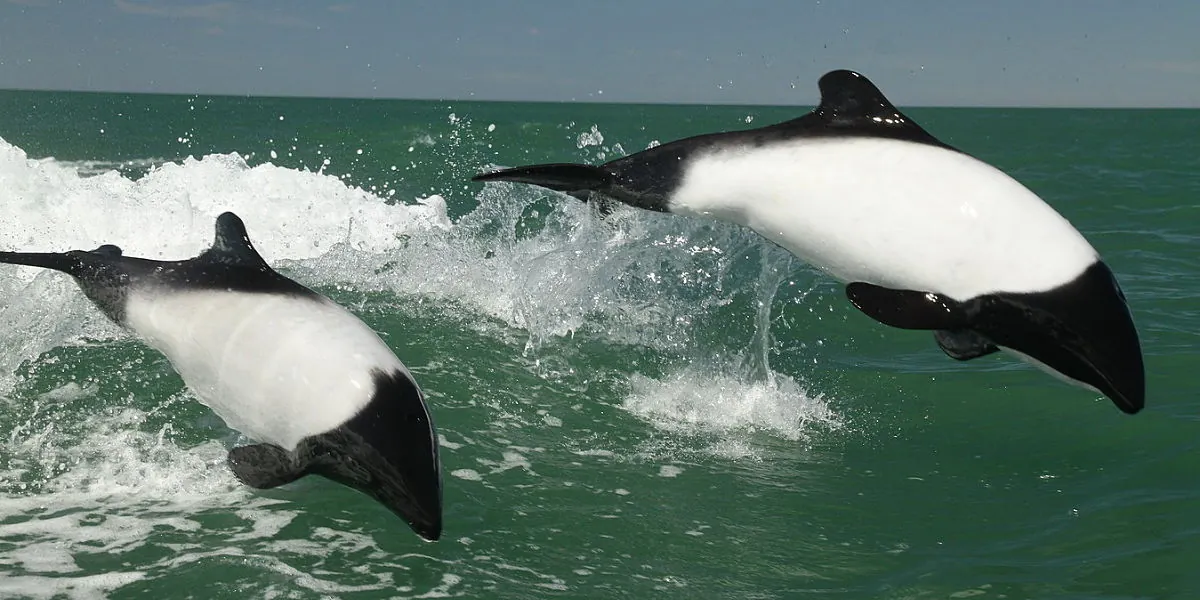 navegar entre delfines