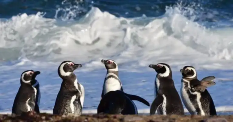 Grupo de pingüinos en playa con olas del océano