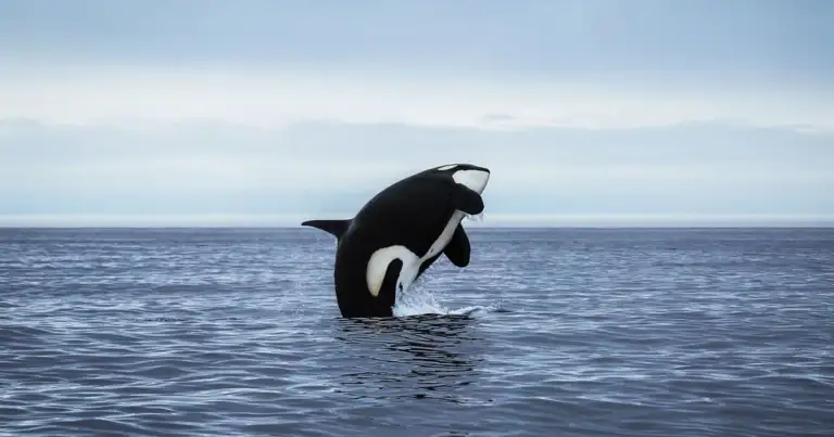 Orca saltando en el océano bajo cielo despejado