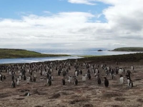 malvinas pinguinos