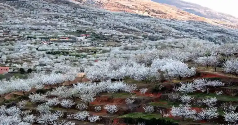 Cerezos en flor blanca cubriendo un valle montañoso