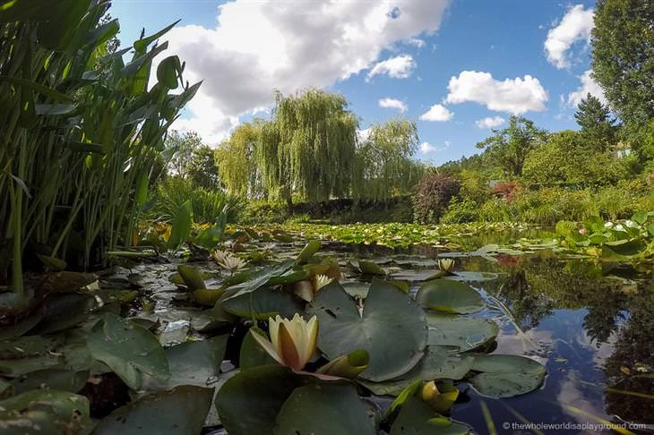 nenufares de monet