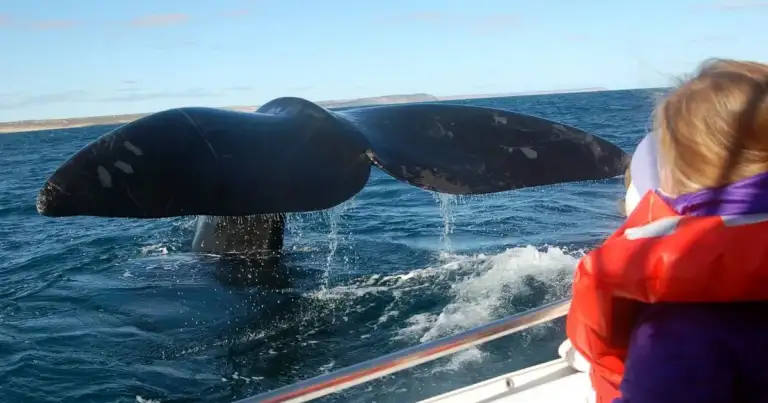 barco con turistas haciendo avistaje de ballenas