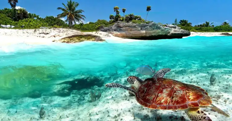 Que hacer en playa del carmen