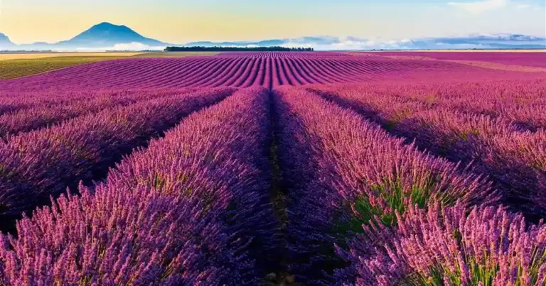 Campos de lavanda púrpura en hileras bajo cielo azul con montaña al fondo