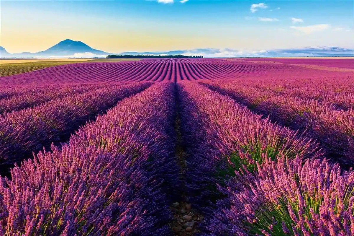 Campos de lavanda púrpura en hileras bajo cielo azul con montaña al fondo