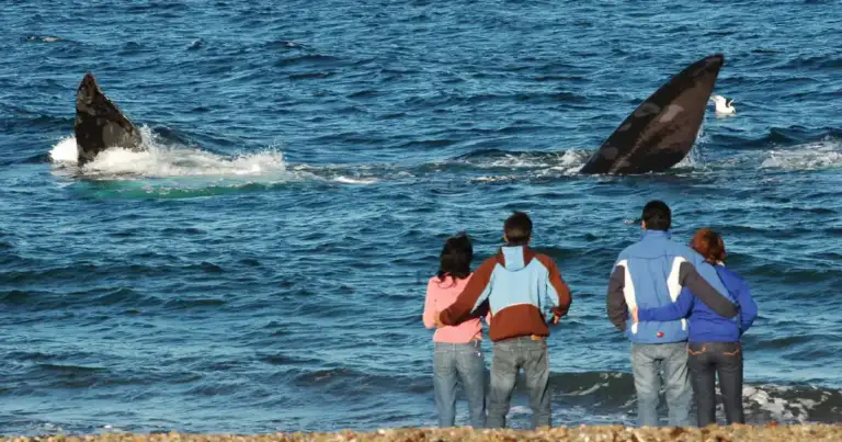 Grupo de personas observando ballenas saltando en el mar desde la playa