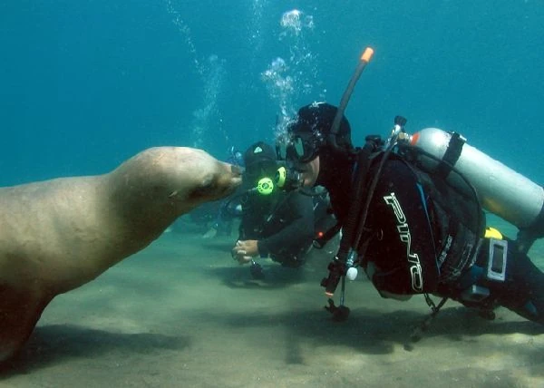 buceo en puerto madryn
