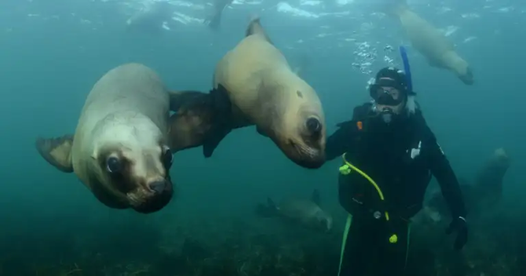 Buzo en traje azul subacuático con dos leones marinos en el océano