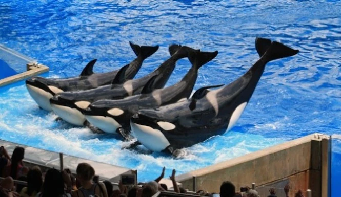 Grupo de orcas con aletas dorsales saliendo del agua en piscina con público