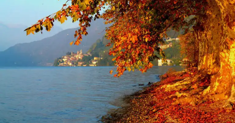 hojas rojas caen sobre el lago di como