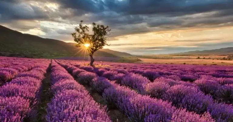 campo de lavandas con un arbol en el medio y el sol poniéndose
