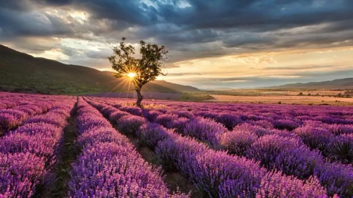 campo de lavandas con un arbol en el medio y el sol poniéndose