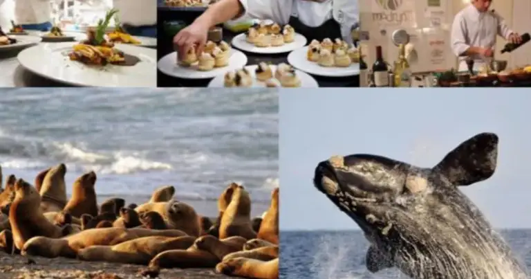Collage con platos gourmet, cocinero, leones marinos y ballena