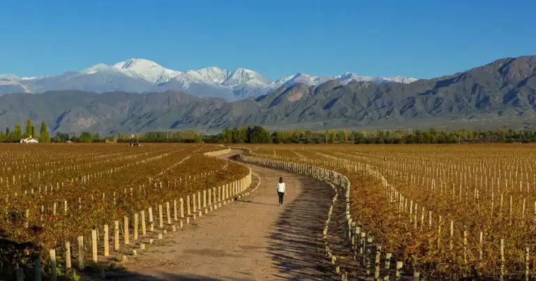Viñedos entre montañas nevadas bajo cielo despejado
