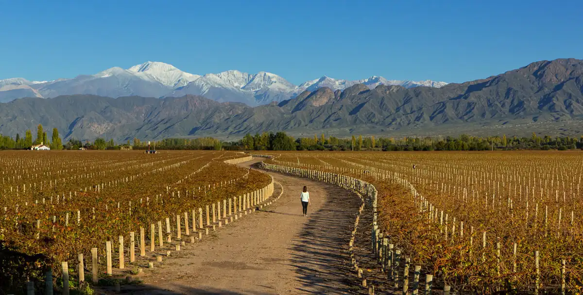Viñedos entre montañas nevadas bajo cielo despejado