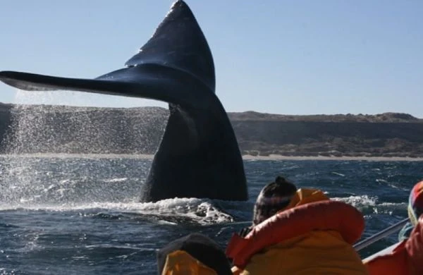Cola de ballena surgiendo del agua frente a bote de observación