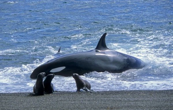 Orca en playa con dos crías de mamífero marino