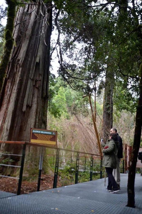 Visitante observando árbol antiguo gigante en Parque Nacional Los Alerces