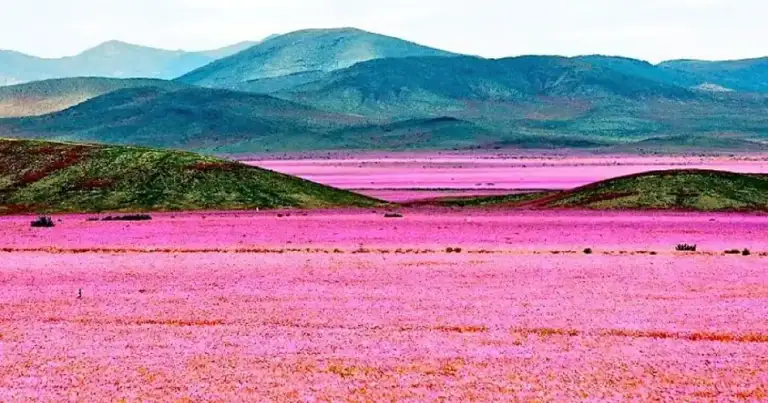 Desierto cubierto de flores rosas con montañas al fondo en el Atacama