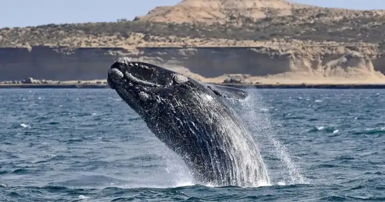 Ballena franca austral saltando en el mar de Península Valdés