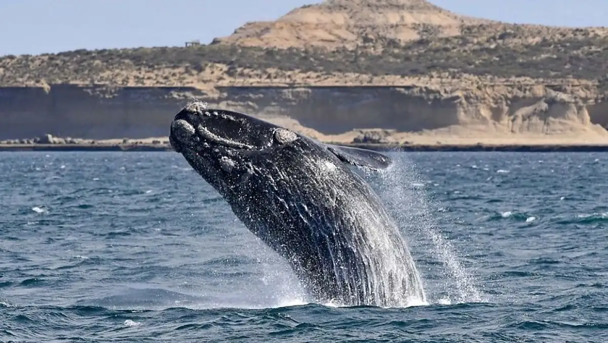Ballena franca austral saltando en el mar de Península Valdés