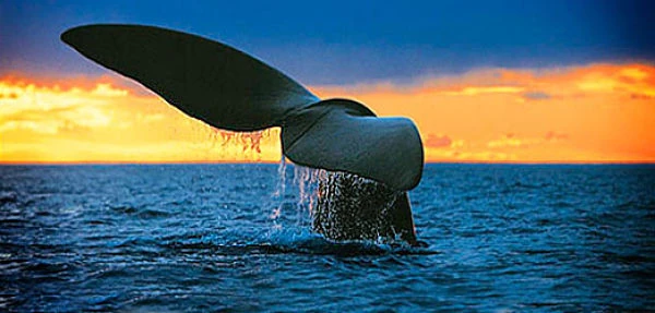 Avistaje de Ballenas en Puerto Valdés avistaje de ballenas