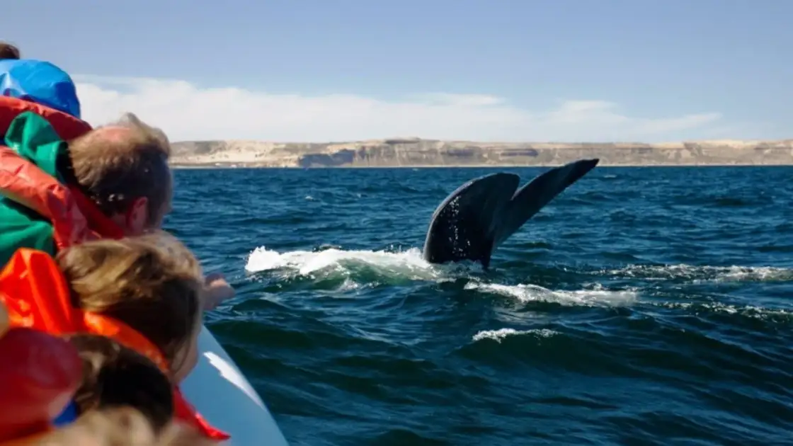 Personas en bote observan aleta de ballena en agua