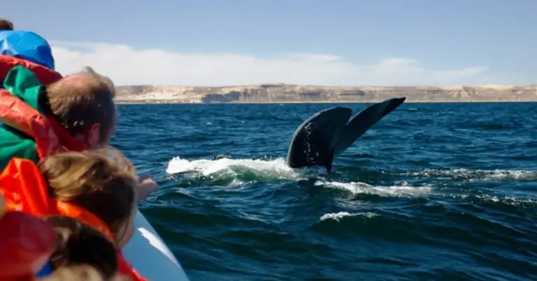 Personas en bote observan aleta de ballena en agua
