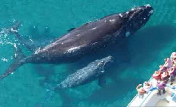 Ballena madre y cría en agua turquesa vista desde bote