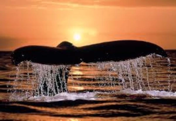 Cola de ballena en atardecer naranja con agua escurriendo