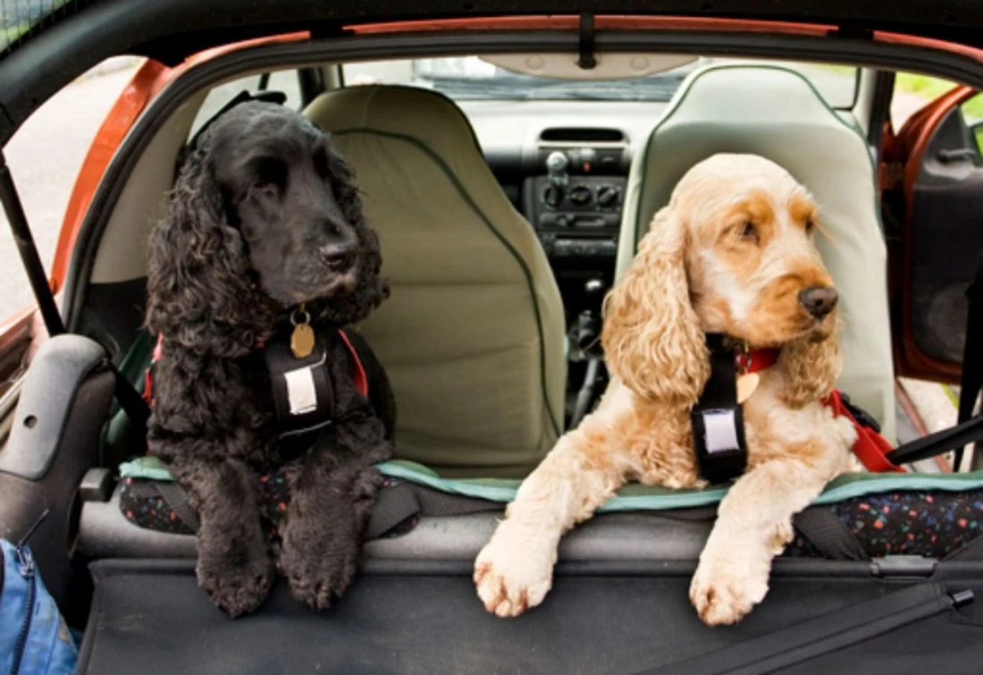 Dos perros dentro de un automóvil mirando hacia la ventana
