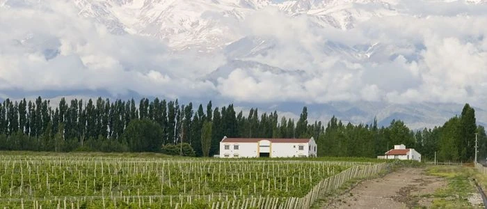 mendoza viñedos