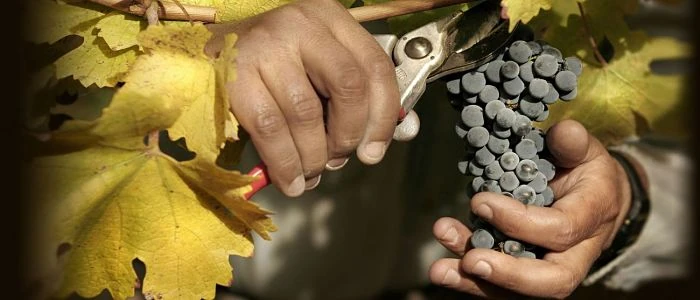 viñedos mendoza