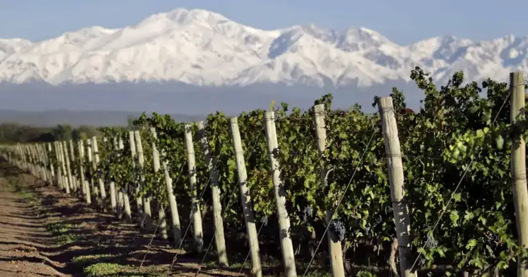ruta del vino mendoza