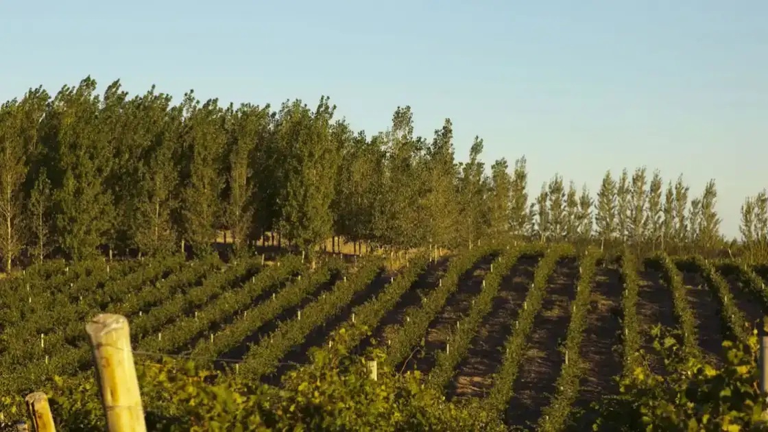 Viñedo al atardecer con árboles de pino al fondo en paisaje patagónico