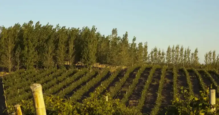 Viñedo al atardecer con árboles de pino al fondo en paisaje patagónico