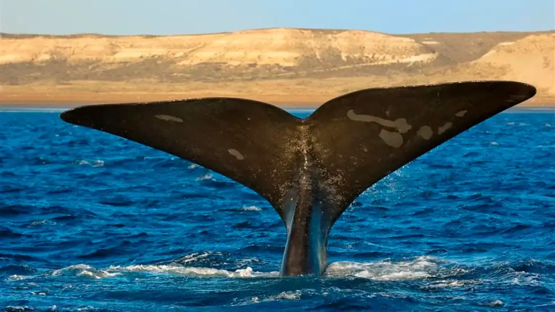 avistaje de ballenas