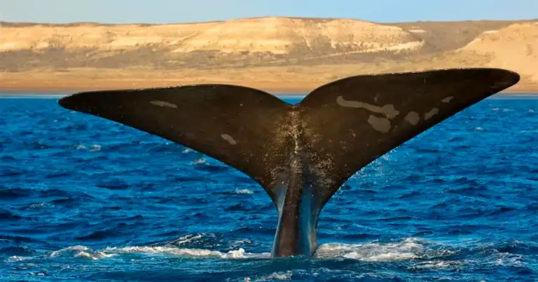 avistaje de ballenas