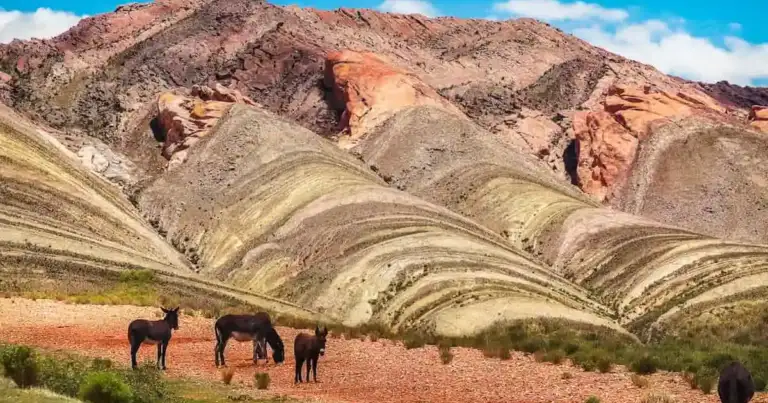Burros pastando frente al Hornocal, el famoso Cerro de los 14 Colores en la Quebrada de Humahuaca, Jujuy.